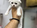 WC eğitimli Orjinal 