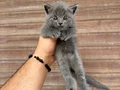 Sağlıklı WC eğitimli Scottish Fold Yavrularım