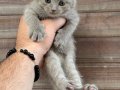 Sağlıklı WC eğitimli Scottish Fold Yavrularım