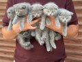 Sağlıklı WC eğitimli Scottish Fold Yavrularım
