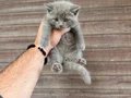 Sağlıklı WC eğitimli Scottish Fold Yavrularım