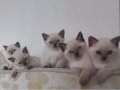 Sağlıklı WC eğitimli Scottish Fold Yavrularım
