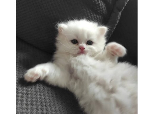 British Longhair Ev Doğumlu Dişi 