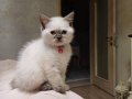 British Longhair Ev Doğumlu Dişi 