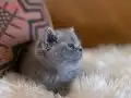 ÇOK GÜZELLİK UYGUN PUANLI 