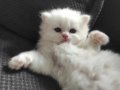 British Longhair Ev Doğumlu Dişi 