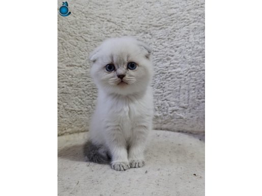 TOSUN BEBEKLER / DİK VE KIRIK KULAK ŞEKERLER