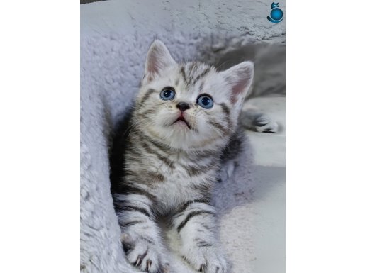 Ayı Surat Renkli Gözlü Bebekler