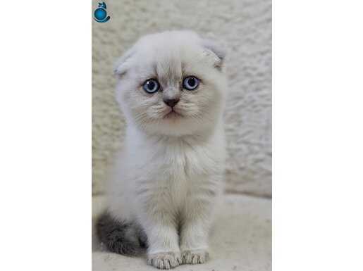 2 Aylık Top Kafa Scottish Fold ve British Shorthair Yavrular