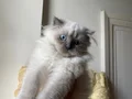 TOSUN MAVİŞ GÖZLÜ PRENSES