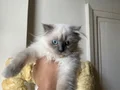 TOSUN MAVİŞ GÖZLÜ PRENSES