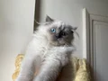 TOSUN MAVİŞ GÖZLÜ PRENSES