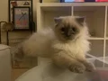 TOSUN MAVİŞ GÖZLÜ PRENSES