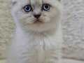 2 Aylık Top Kafa Scottish Fold ve British Shorthair Yavrular