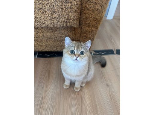 British Shorthair Kardeşler