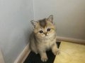 British Shorthair Bebekler