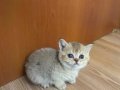 British Shorthair Bebekler