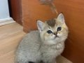 British Shorthair Bebekler