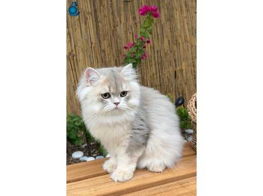Sevimli oyuncu 5 aylık British longhair 