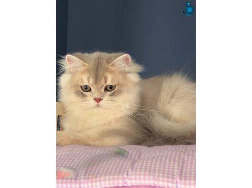 Oyuncu, sevecen, uysal mükemmel standartta 4 aylık longhair