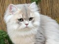 Sevimli oyuncu 5 aylık British longhair 