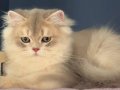 Oyuncu, sevecen, uysal mükemmel standartta 4 aylık longhair