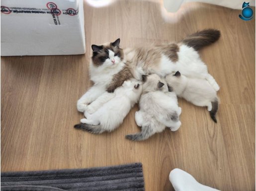 Ragdoll Yavru Kediler