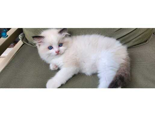 Mavi Bakışlı Safkan Ragdoll Yavruları - Pendik Şeceresiz Sahiplendirme