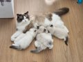 Ragdoll Yavru Kediler