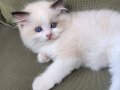 Mavi Bakışlı Safkan Ragdoll Yavruları - Pendik Şeceresiz Sahiplendirme