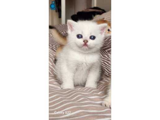Safkan Silver Yavrular