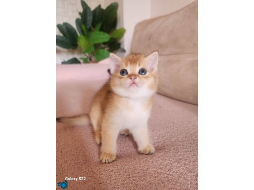 Nadir bulunan golden ny21