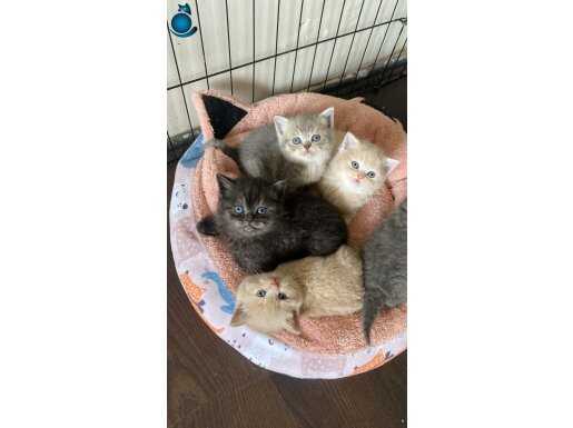 Rengarenk British shorthair kedi yavruları 