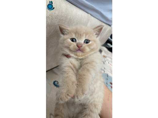 BRİTİSH YAVRU KEDİLER 