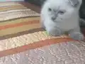 Aşık olacağınız bebekler 