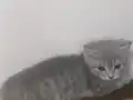 Aşık olacağınız bebekler 