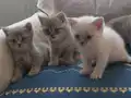 Aşık olacağınız bebekler 