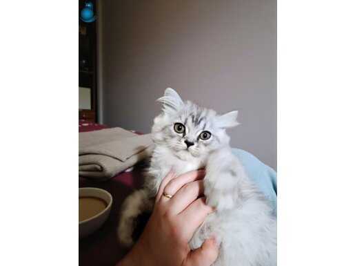 2,5 aylık yavru Erkek Scottish Straight 