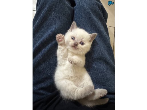 British shorthair Scottish fold