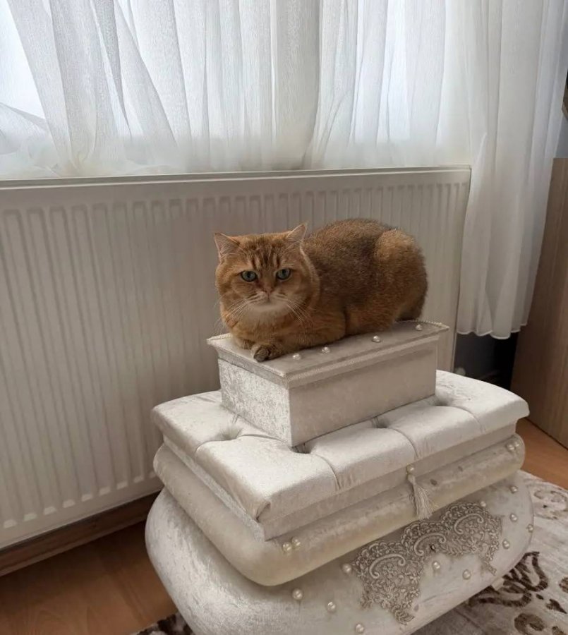 Kısır Erkek British 4 Yaşında