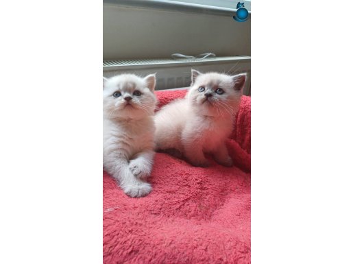 A kalite yavrularımız saf kan eğitimli