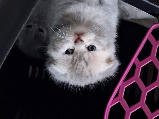 Dünyalar güzeli tatlı bebişlerim