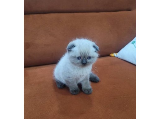 KIVRIK KULAKLARIYLA KALİTE YAVRULAR KALİTE ORİJİNAL