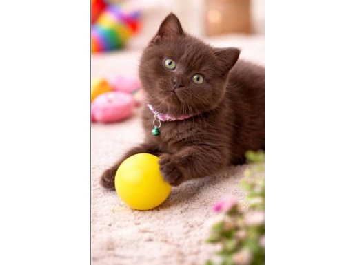 Çikolata Tonlu Safkan British Shorthair