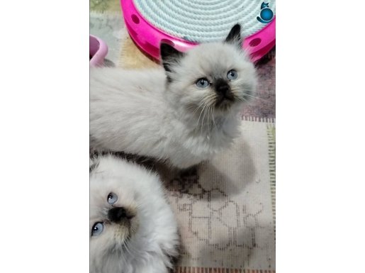 UYGUN VERİLECEKTİR BUNDAN UYGURLARI YOKTUR 