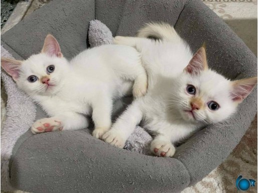 CEPTEN ARAYIN HER RENK YAVRU BİZDE BAKMADAN GEÇME