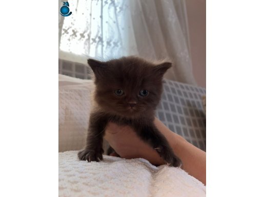  İzmir Bornova’nın En Tatlı Tarçın Tonu Sizi Bekliyor