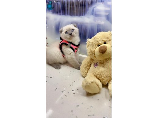 YOK BU KADAR TATLISI BAKMADAN GEÇME SON 2 YAVRU