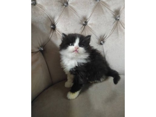 BEBİŞKOLAR NADİR BULUNAN RENKLER BURDA