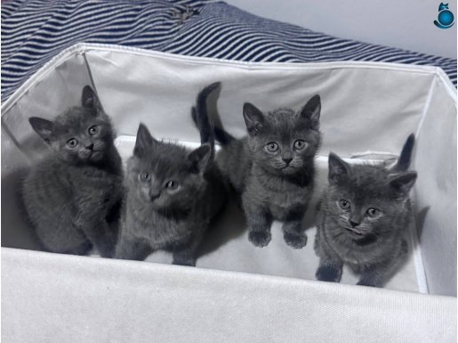 ORJİNAL RUSSİAN BLUE YAVRULARIMIZ